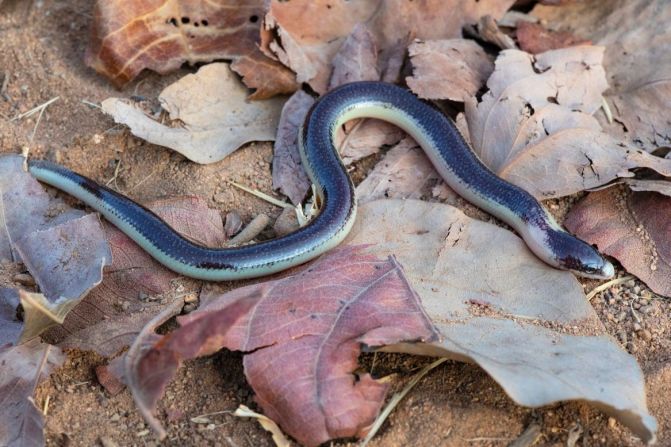 Los investigadores detectaron una nueva especie de eslizón sin patas llamada Acontias mukwando en las laderas de la Serra da Neve en Angola. Crédito: Arthur Tiutenko/Academia de Ciencias de California