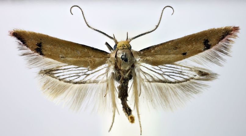 Un cazador de polillas aficionado vio la Tachystola mulliganae en Londres, pero los científicos determinaron que la nueva especie es en realidad nativa de Australia Occidental. Crédito: Mark Sterling/Museo de Historia Natural