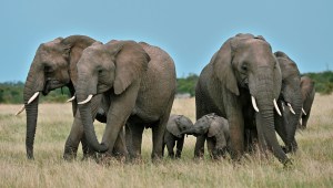 Nacen elefantes gemelos en reserva de elefantes en Myanmar