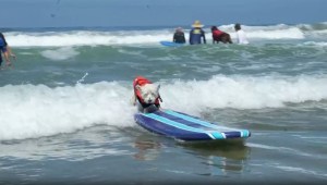 Perros surfistas entrenan en las playas de California