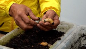 Larvas de escarabajo convierten basura en abono en Colombia